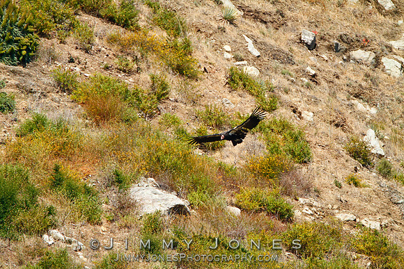 California Condor