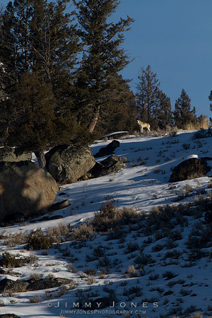 Unknown Gray Wolf - CS/P0016