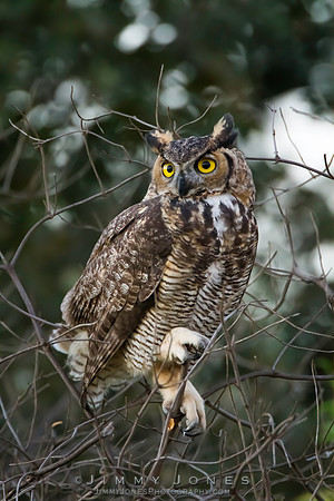 Great Horned Owl