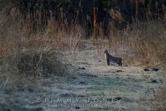 Bobcat