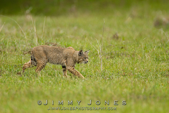 Bobcat