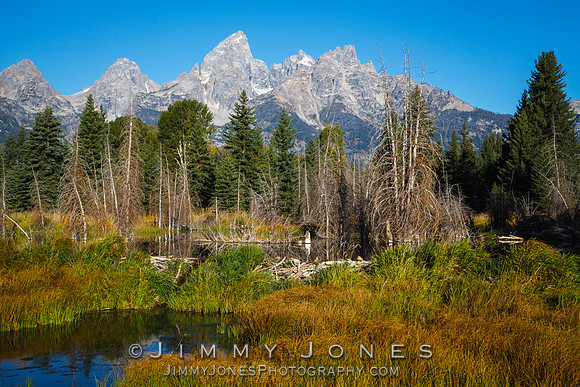 Beaver Pond at Grand Tetons