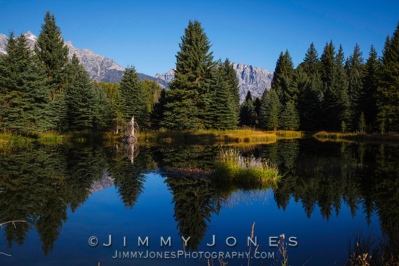 Beaver Pond at Grand Tetons