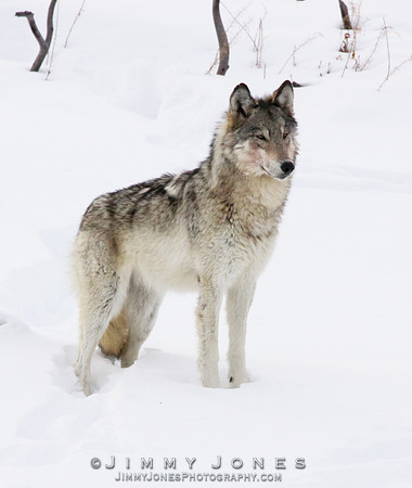 '06 Female / Gray Wolf - CS/P0013