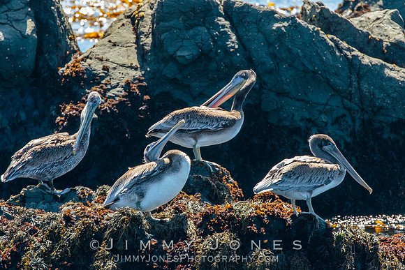 Brown Pelicans,