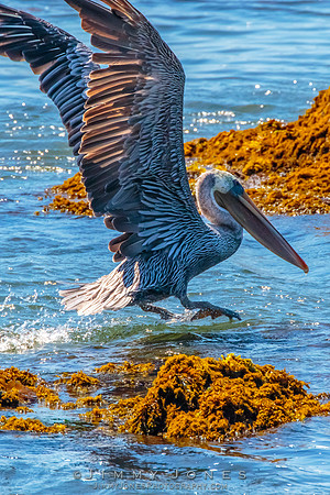 Brown Pelican