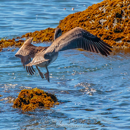 Brown Pelican
