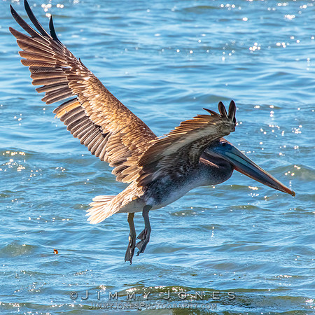 Brown Pelican