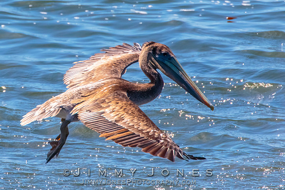 Brown Pelican