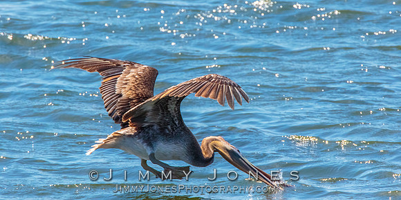 Brown Pelican