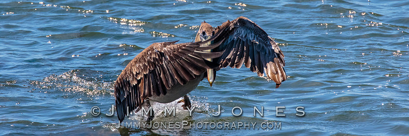 Brown Pelican