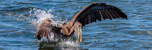 Brown Pelican
