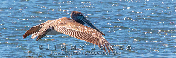 Brown Pelican
