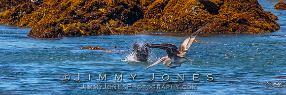 Brown Pelicans,
