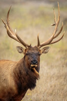 8x7 Point Tule Elk Bull