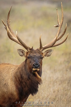 8x7 Point Tule Elk Bull
