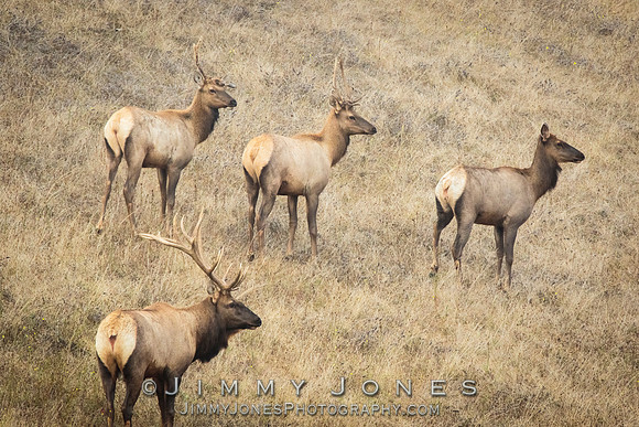 Tule Elk