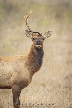 Tule Elk Bull