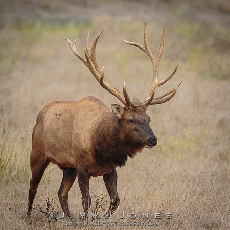 8x7 Point Tule Elk Bull
