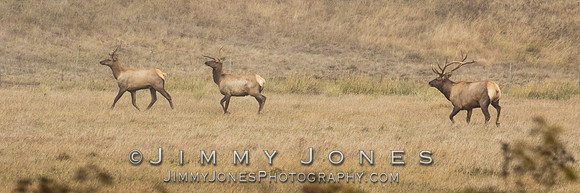 8x7 Point Tule Elk Bull