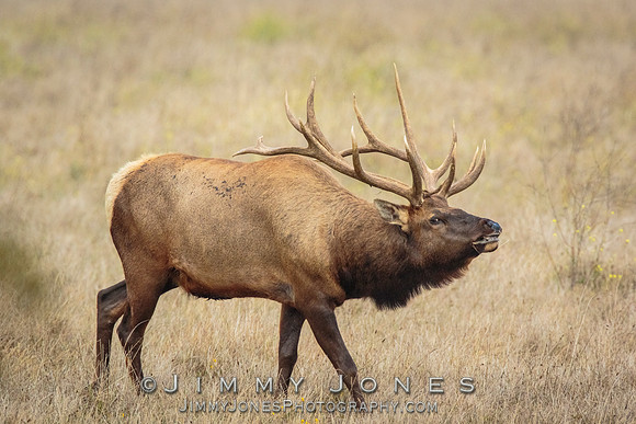 8x7 Point Tule Elk Bull