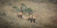 Tule Elk