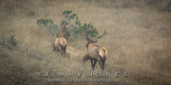 Tule Elk