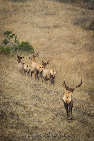 Tule Elk