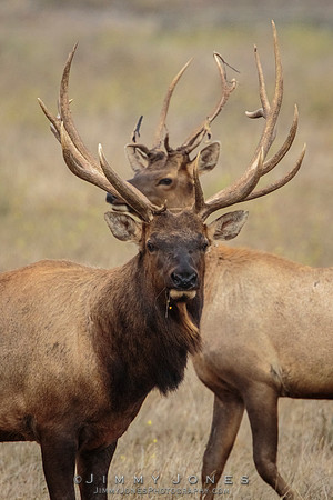 8x7 Point Tule Elk Bull
