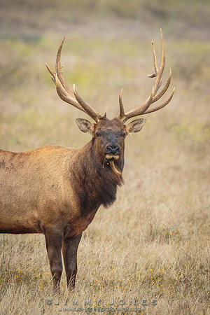 8x7 Point Tule Elk Bull