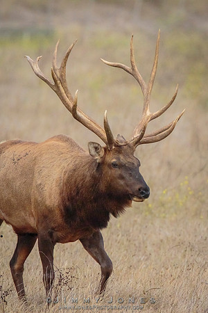 8x7 Point Tule Elk Bull
