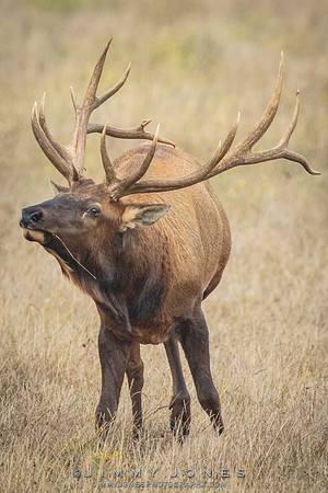 8x7 Point Tule Elk Bull