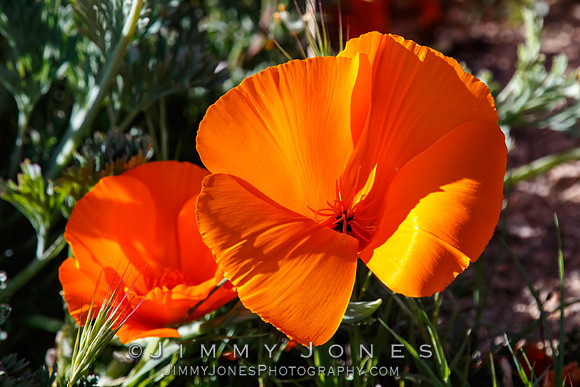 Poppies