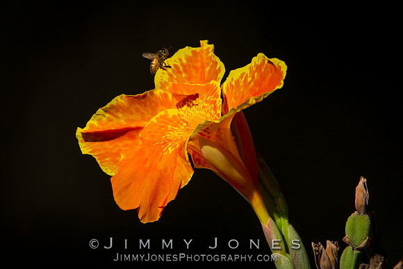 Honey Bee