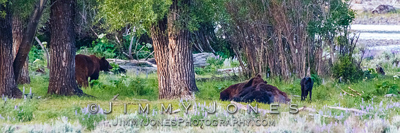 Grizzly Bears and a Wolf at a Bison Carcas