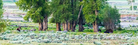 Three Grizzly Bears and a Wolf at a Bison Carcas