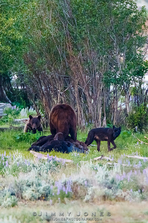 Grizzly Bears and a Wolf at a Bison Carcas