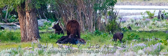 Three Grizzly Bears and a Wolf at a Bison Carcas