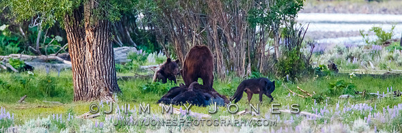 Three Grizzly Bears and a Wolf at a Bison Carcas