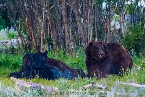 Three Grizzly Bears and a Wolf at a Bison Carcas