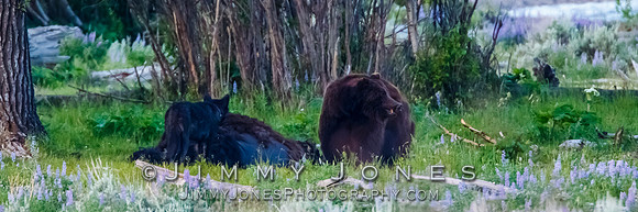 Three Grizzly Bears and a Wolf at a Bison Carcas