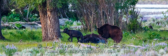 Three Grizzly Bears and a Wolf at a Bison Carcas