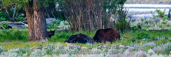 Three Grizzly Bears and a Wolf at a Bison Carcas