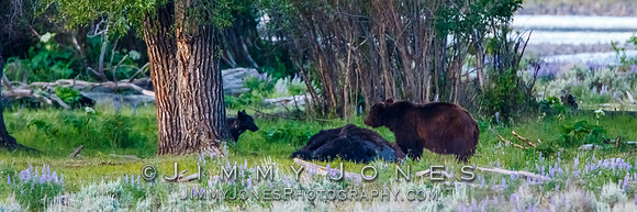 Three Grizzly Bears and a Wolf at a Bison Carcas