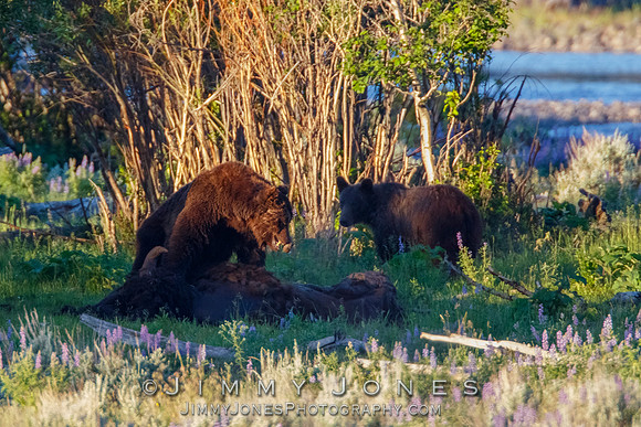 Three Grizzly Bears and a Wolf at a Bison Carcas