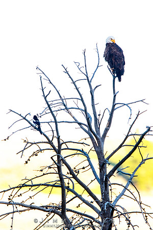Bald Eagle with Black-billed Magpie