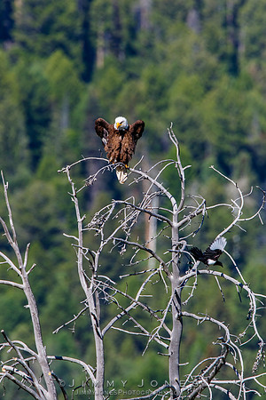 Bald Eagle with Black-billed Magpie