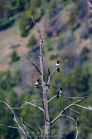 Black-billed Magpies