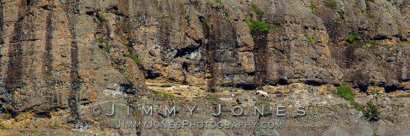 Mountain Goats