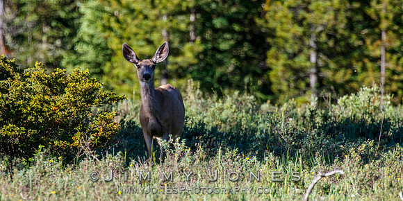 Muel Deer